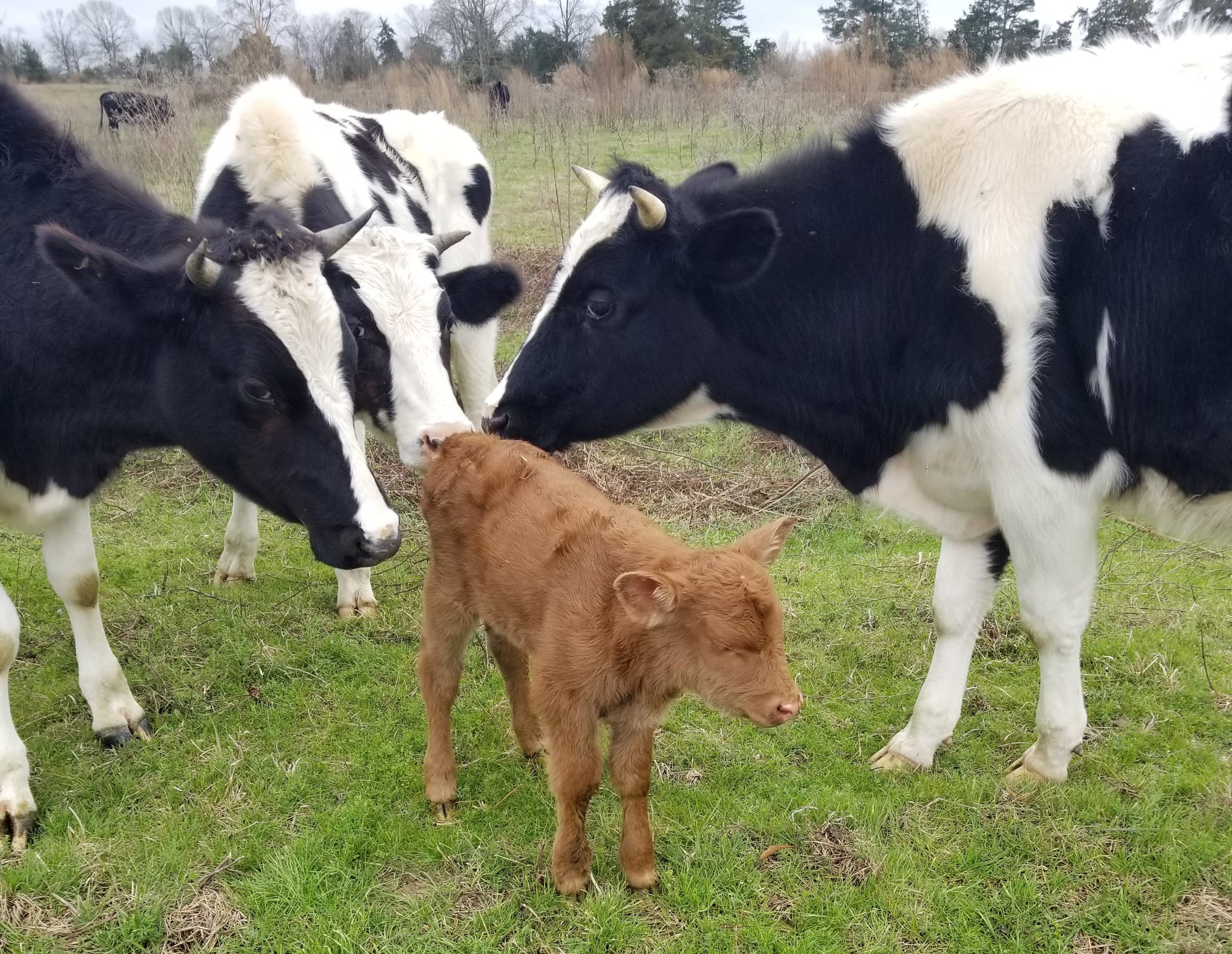Holstein Beef at Rural Reverie