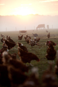 Whole Broiler Chicken - $6.50/Lb